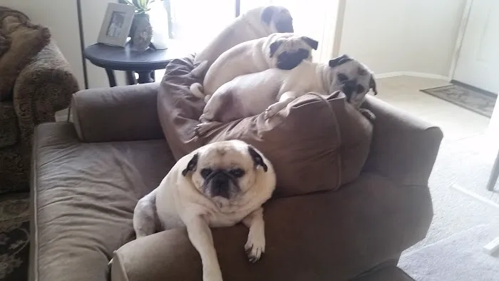 Sun City Veterinary Clinic Picture 7