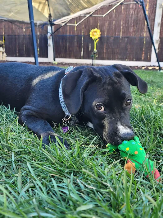 Sun City Veterinary Clinic Picture 8