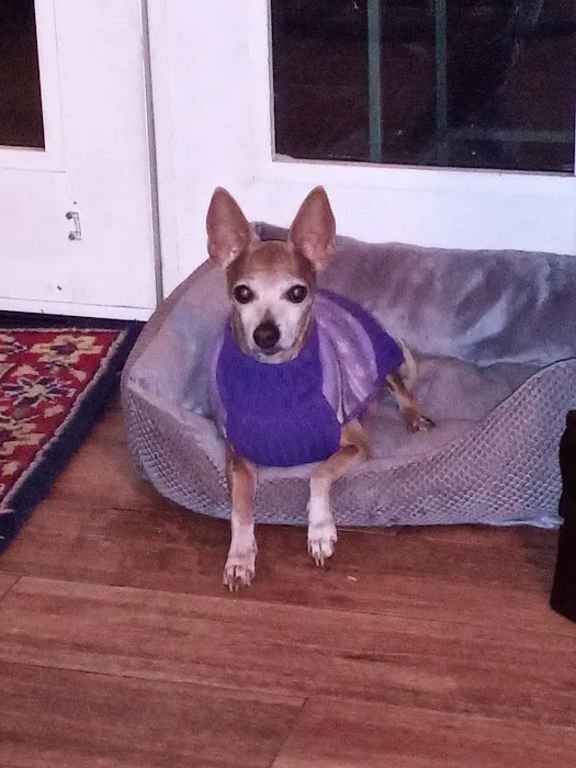 Sun City Veterinary Clinic Picture 10