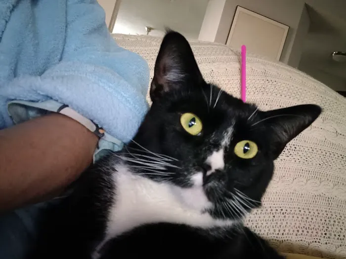 Sun City Veterinary Clinic Picture 9