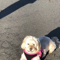 Menifee Animal Hospital ico