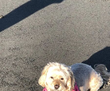 Menifee Animal Hospital