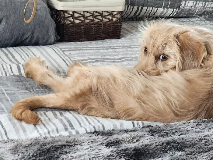 Menifee Animal Hospital Picture 4