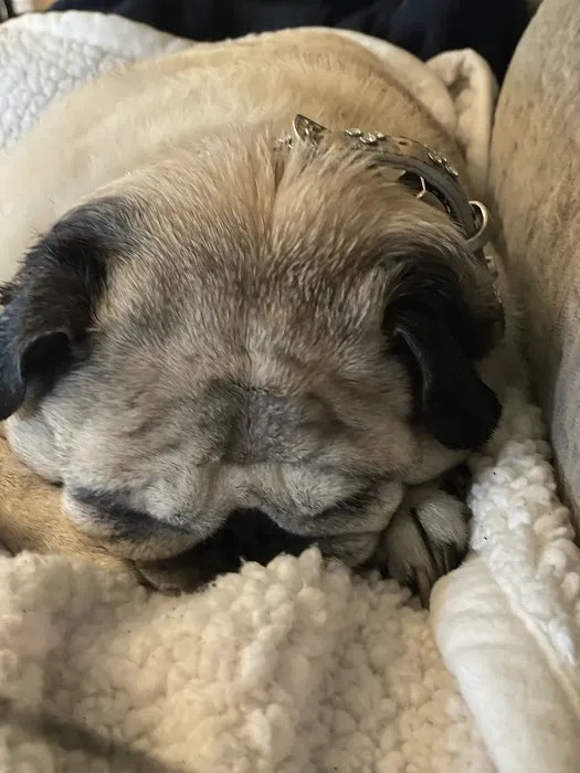 Menifee Animal Hospital Picture 8