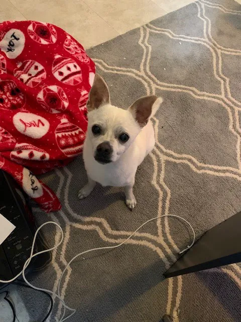 Vetco Total Care Animal Hospital Picture 4