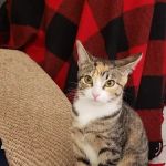 Vetco Total Care Animal Hospital