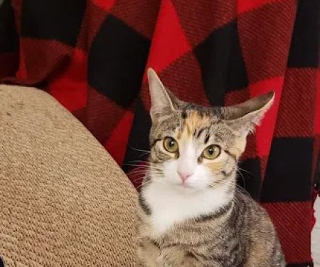 Vetco Total Care Animal Hospital