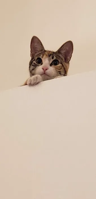 Vetco Total Care Animal Hospital Picture 8