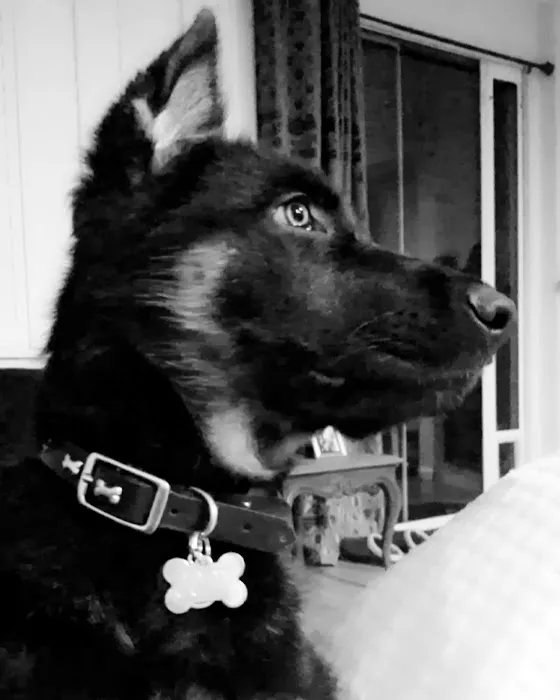 Vetco Total Care Animal Hospital Picture 10