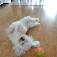 Menifee Valley Animal Clinic ico