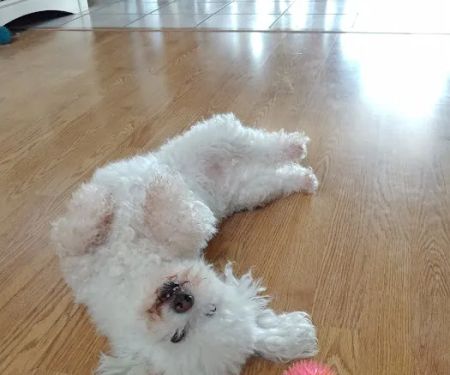 Menifee Valley Animal Clinic