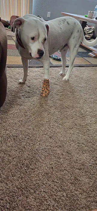 Menifee Valley Animal Clinic Picture 2