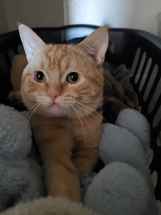 Menifee Valley Animal Clinic Picture 3