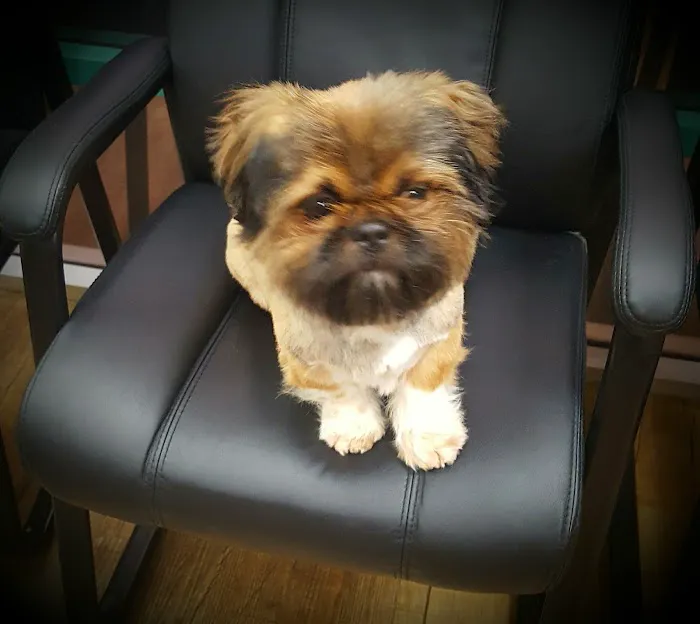 Menifee Valley Animal Clinic Picture 6