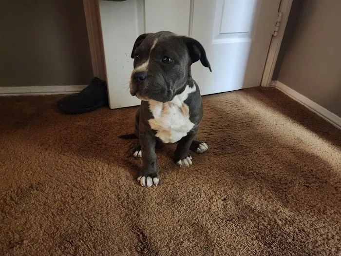 Nuevo Road Animal Hospital Picture 1