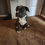 Nuevo Road Animal Hospital