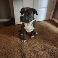 Nuevo Road Animal Hospital ico