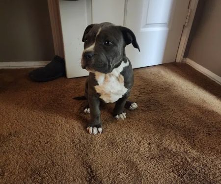 Nuevo Road Animal Hospital