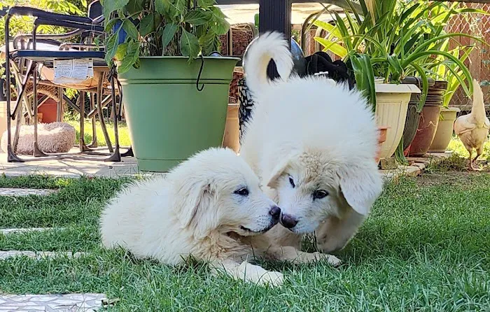 Nuevo Road Animal Hospital Picture 6