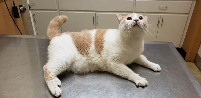 Perris Animal Hospital Picture 1