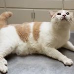 Perris Animal Hospital