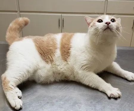 Perris Animal Hospital