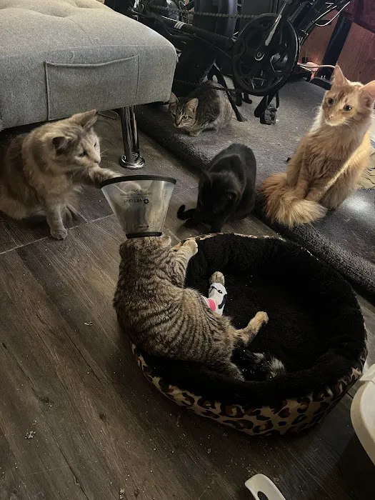 Perris Animal Hospital Picture 4