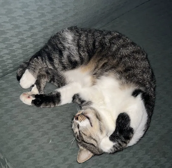 Perris Animal Hospital Picture 10