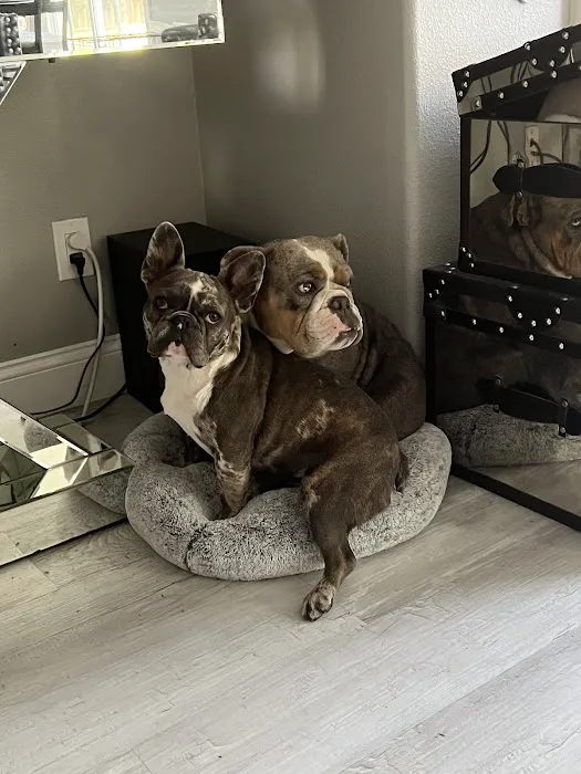 Angel Care Pet Hospital Picture 3