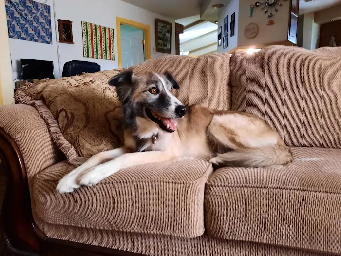 Angel Care Pet Hospital Picture 2