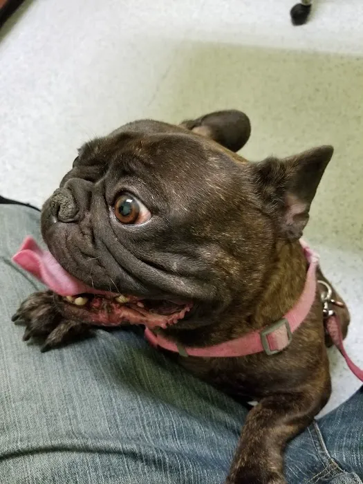 Angel Care Pet Hospital Picture 1