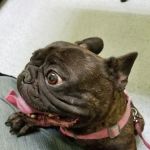 Angel Care Pet Hospital