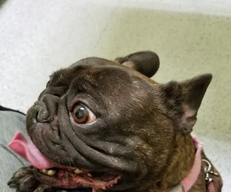 Angel Care Pet Hospital