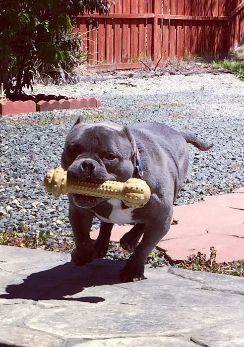 Angel Care Pet Hospital Picture 10