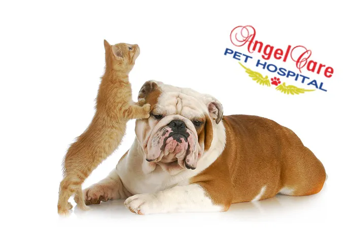Angel Care Pet Hospital Picture 9
