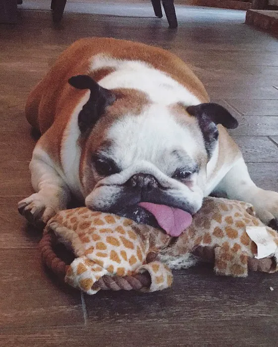 Angel Care Pet Hospital Picture 8