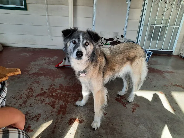 Angel Care Pet Hospital Picture 7