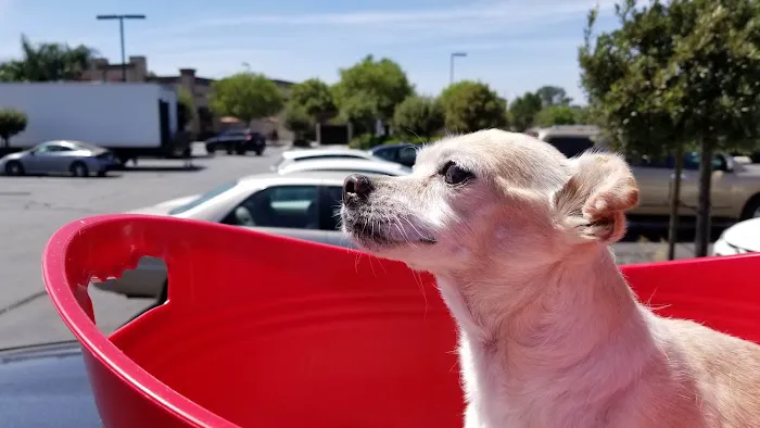 Angel Care Pet Hospital Picture 6