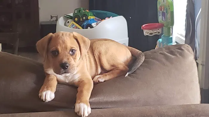 Eastview Veterinary Clinic Picture 9