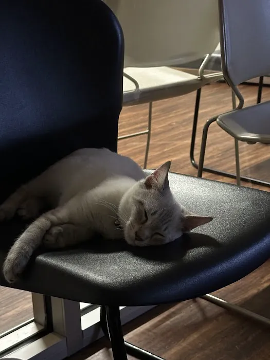 Little Angels Veterinary Urgent Care Services Picture 2