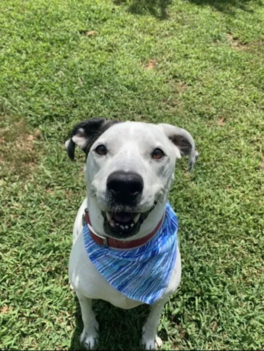 Little Angels Veterinary Urgent Care Services Picture 4