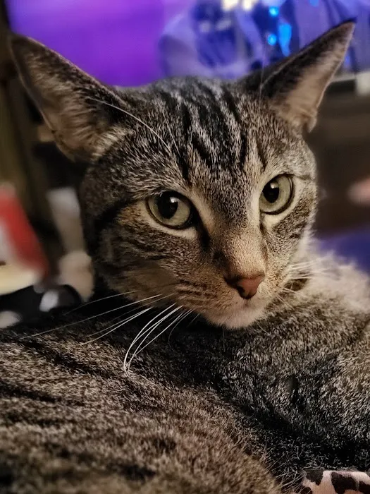 Little Angels Veterinary Urgent Care Services Picture 3