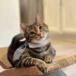 Little Angels Veterinary Urgent Care Services