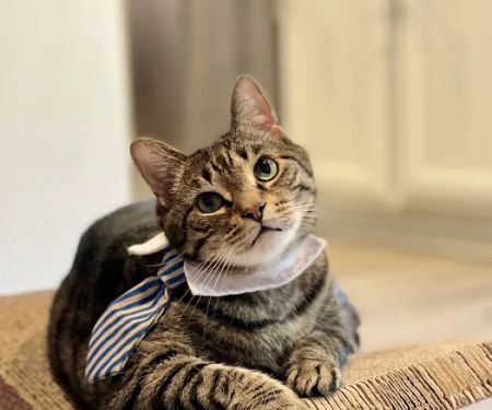 Little Angels Veterinary Urgent Care Services