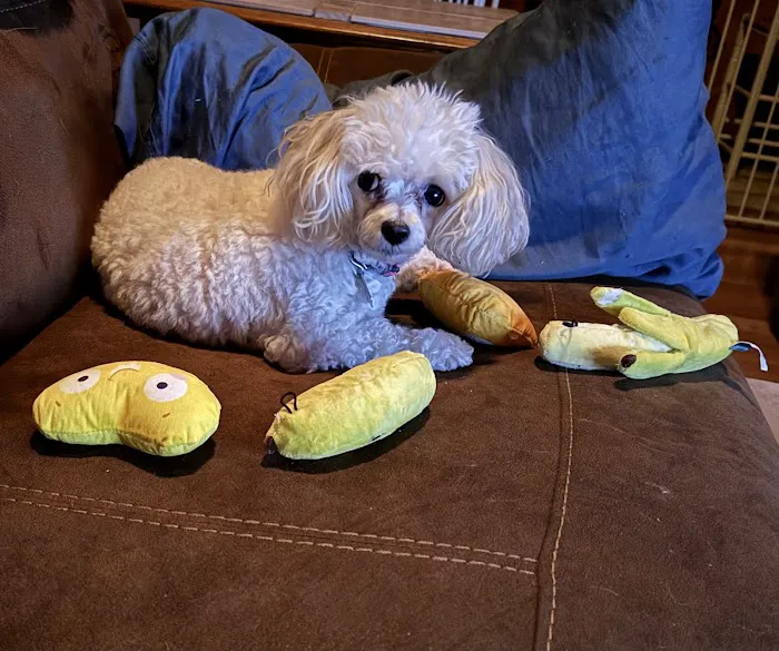 Little Angels Veterinary Urgent Care Services Picture 7