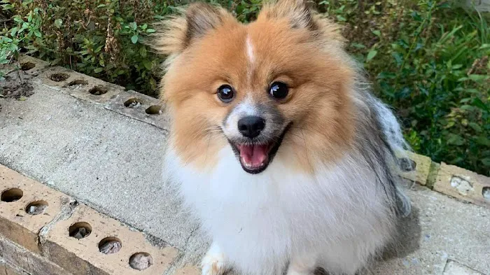 Little Angels Veterinary Urgent Care Services Picture 5