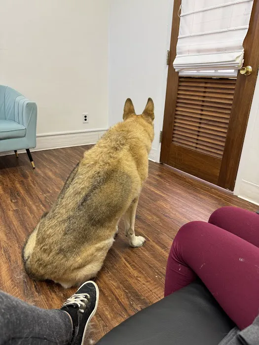 Little Angels Veterinary Urgent Care Services Picture 6