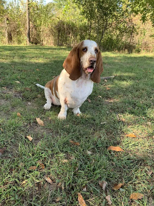 Little Angels Veterinary Urgent Care Services Picture 9