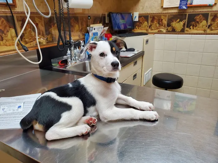 St Bethlehem Animal Clinic Picture 2