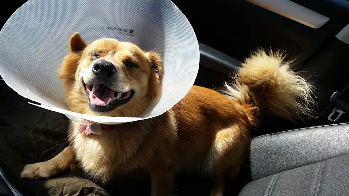 St Bethlehem Animal Clinic Picture 1